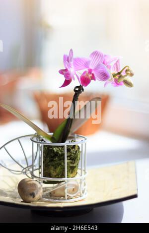 Bella palaenopsis mini orchidea su una finestra Foto Stock