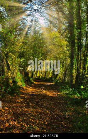 Una pista boschiva coperta in autunno parte con il sole che splende attraverso l'albero. Foto Stock