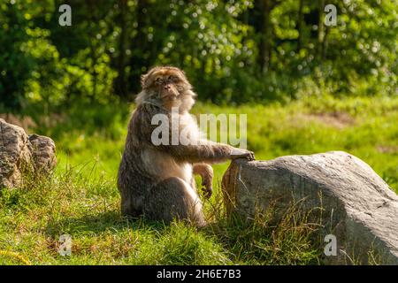 MACACO BARBARIO SEDUTO CON LA MANO SU UNA ROCCIA Foto Stock