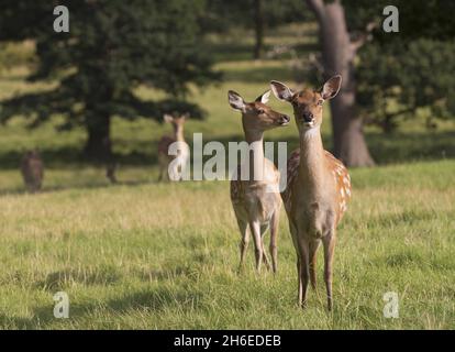 I cervi godono del caldo tempo al Woburn Abbey Deer Park nel Bedfordshire, uno dei più grandi parchi privati di conservazione in Europa. Foto Stock