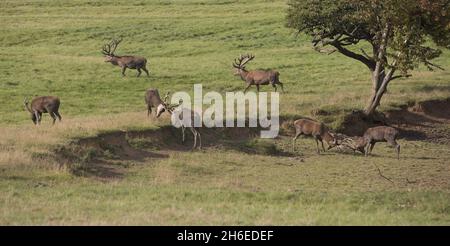 I cervi godono del caldo tempo al Woburn Abbey Deer Park nel Bedfordshire, uno dei più grandi parchi privati di conservazione in Europa. Foto Stock