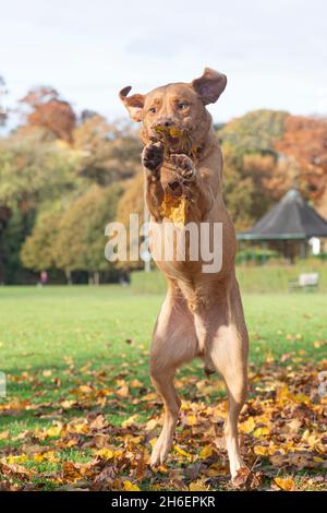 fox rosso Labrador Retriever giocare in autunno foglie Foto Stock