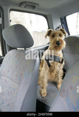 Un cane che indossa un cablaggio cintura di sicurezza RAC. Le