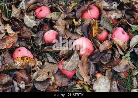 Mele rosse e rosa cadute e foglie secche giacenti sul terreno nel frutteto. Giardinaggio d'autunno, concetto di raccolto. Frutta rotizzata con piccolo slug nero. Autunno Foto Stock