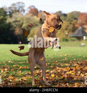 Giallo labrador retriever Foto Stock