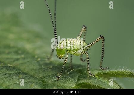 Ninfa di cricket di Bush macchiata (Leptophyes punctatissima) che strisca su pianta. Tipperary, Irlanda Foto Stock
