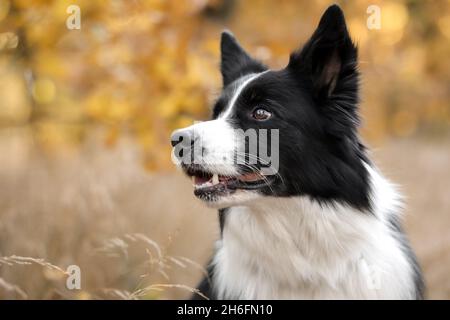 Grazioso Ritratto di confine Collie testa in autunno giallo natura. Profilo laterale del cane bianco e nero all'aperto. Foto Stock