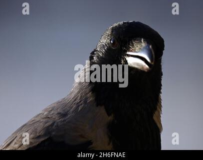 Berlino, Germania. 9 ottobre 2021. Un corvo con il suo becco leggermente aperto. Credit: Soeren Stache/dpa-Zentralbild/ZB/dpa/Alamy Live News Foto Stock