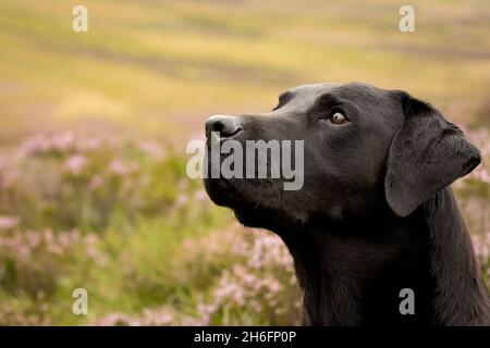Black Labrador Retriever testa girato su una brughiera in Scozia Foto Stock