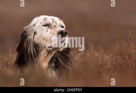 Caccia Gundog, lavoro inglese Setter ritratto femmina su un gemito in Inghilterra UK febbraio Foto Stock