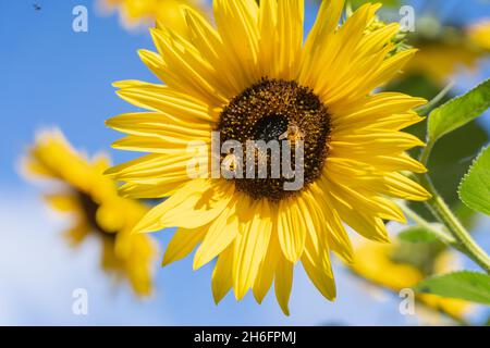 Fuoco selettivo delle api che siedono sui girasoli nel giardino Foto Stock