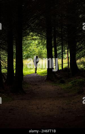 Escursionista femminile che cammina in una radura in una foresta vicino Cadamstown, County Offaly, Irlanda Foto Stock
