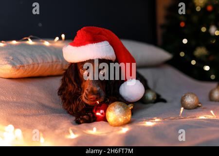 Lo spaniello russo in un cappello rosso di Babbo Natale gioca con giocattoli di Natale, palle d'oro e salti sul letto. Il cane tiene le palle d'oro in bocca. Foto Stock