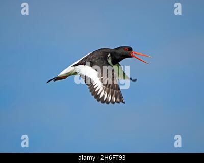 Eurasian Oystercatcher (Haemotopus ostralegus) chiamata in volo - rosso becco bianco & nero contrasto con cielo blu chiaro Mainland, Orkney, Scozia, UK Foto Stock