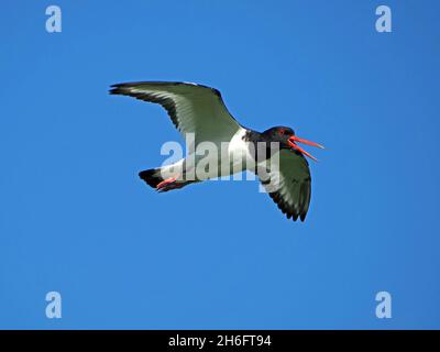 Eurasian Oystercatcher (Haemotopus ostralegus) chiamata in volo - rosso becco bianco & nero contrasto con cielo blu chiaro Mainland, Orkney, Scozia, UK Foto Stock