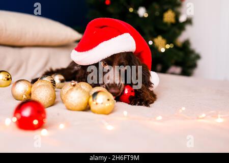 Lo spaniello russo in un cappello rosso di Babbo Natale gioca con giocattoli di Natale, palle d'oro e salti sul letto. Il cane tiene il palloncino d'oro in bocca. Foto Stock