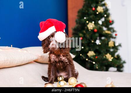 Lo spaniello russo in un cappello rosso di Babbo Natale gioca con giocattoli di Natale, palle d'oro e salti sul letto. Il cane tiene le palle d'oro in bocca. Foto Stock