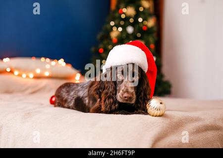 Lo spaniello russo in un cappello rosso di Babbo Natale gioca con giocattoli di Natale, palle d'oro e salti sul letto. Il cane tiene il palloncino d'oro in bocca. Foto Stock