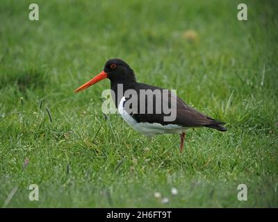 Il piumaggio bianco e nero di Oystercatcher Eurasiano (Haemotopus ostralegus) contrasta con l'erba verde in campo umido a Mainland, Orkney, Scozia, Regno Unito Foto Stock