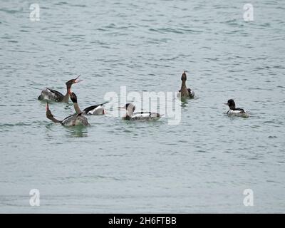 Flock galleggiante di 6 Mergus-Breasted Mergus serrator, che mostra con bollette seghettate in rilievo in mare al largo di Mainland, Orkney, Scozia, Regno Unito Foto Stock