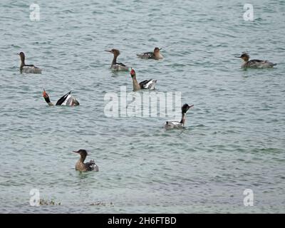 Flock galleggiante di 8 Mergus-Breasted Mergus serrator, che mostra con bollette seghettate in rilievo in mare al largo di Mainland, Orkney, Scozia, Regno Unito Foto Stock