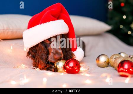 Lo spaniello russo in un cappello rosso di Babbo Natale gioca con giocattoli di Natale, palle d'oro e salti sul letto. Il cane tiene il palloncino d'oro in bocca. Foto Stock