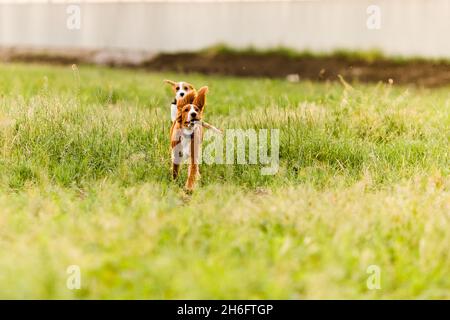 Giovane zenzero spaniel y correre in un campo verde e giocare con un bastone . Foto Stock