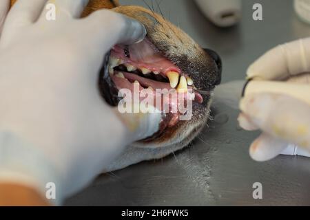 Veterinario rimuovendo placca dentale dai denti di un cane. Foto Stock