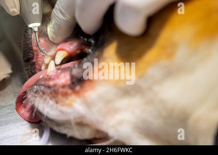 Veterinario rimuovendo placca dentale dai denti di un cane. Foto Stock