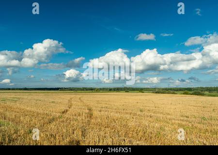 Tracce di una ruota su un campo stellato e nuvole bianche su un cielo blu, Czulczyce, Polonia Foto Stock