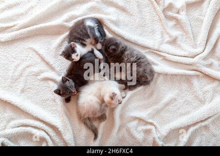 Gruppo di molti animali famiglia 4 gattini si trovano arricciati su soffice coperta bianca in casa. Top view piccoli animali domestici cuccioli gatti che abbraccia napping sonno sopra Foto Stock