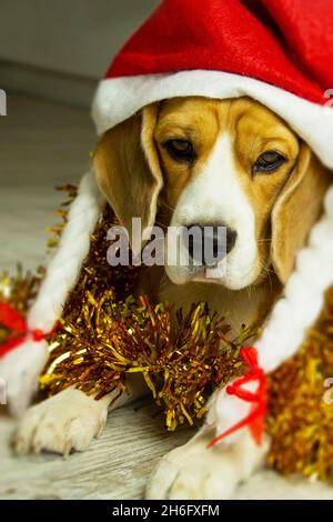 Un bel cane beagle, nella decorazione di Capodanno, è seduto in attesa della vacanza Foto Stock