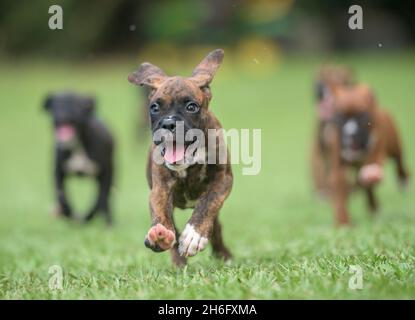 Gruppo di nove settimane di cane Boxer cuccioli rompp e correre verso di noi sul prato erba Foto Stock