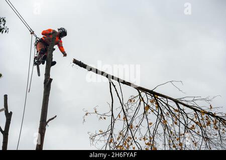 Wendover, Regno Unito. 13 novembre 2021. Gli HS2 stavano abbattendo gli alberi ancora oggi. La gente del posto è furiosa per la distruzione di boschi e habitat naturali che l'HS2 sta causando a Wendover. HS2 mette a rischio 108 boschi antichi, 693 siti faunistici e 33 SSSI Foto Stock