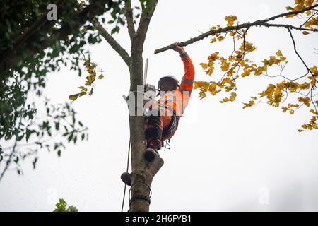 Wendover, Regno Unito. 13 novembre 2021. Gli HS2 stavano abbattendo gli alberi ancora oggi. La gente del posto è furiosa per la distruzione di boschi e habitat naturali che l'HS2 sta causando a Wendover. HS2 mette a rischio 108 boschi antichi, 693 siti faunistici e 33 SSSI Foto Stock