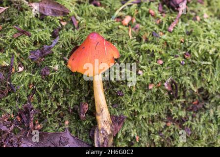 Fungo - Vernice (Hygrocybe conica var. Conica) Foto Stock