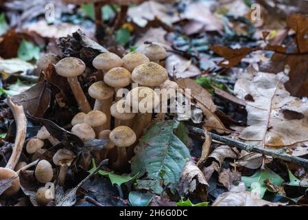 Chiodino (Armillaria mellea) Foto Stock