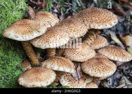 Fungo - Pola squarrosa (Pholiota squarrosa) Foto Stock
