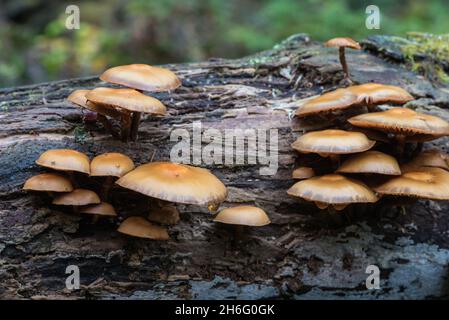 Fungo - legno di Sheathed (Kuehneromyces mutabilis) Foto Stock