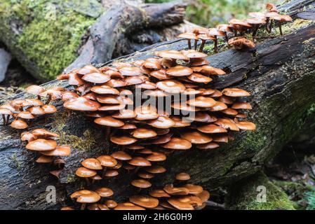 Fungo - legno di Sheathed (Kuehneromyces mutabilis) Foto Stock