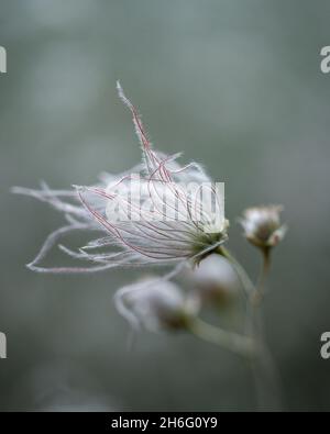 Closeup shot di Prairie fumo fiori selvatici che crescono nel campo su uno sfondo grigio Foto Stock