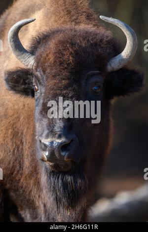 Ritratto europeo Bison su sfondo nero. Fauna selvatica scena dalla natura Foto Stock