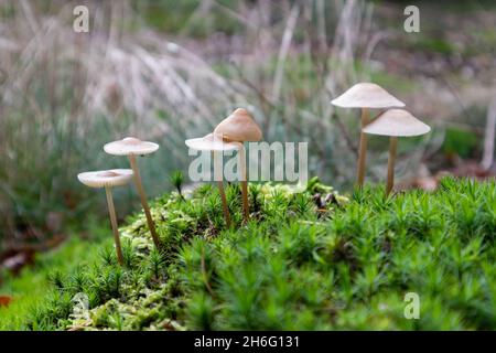 Primo piano di funghi micena galericulata che crescono nei fores Foto Stock