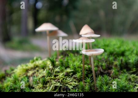 Primo piano di rosy-gill fata funghi casco che crescono in autunno WO Foto Stock
