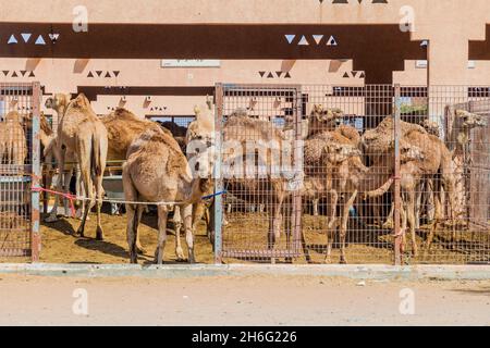 Gabbie di cammello al mercato degli animali di al Ain, Emirati Arabi Uniti Foto Stock