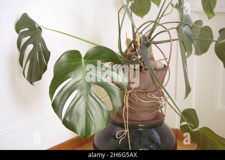 Monstera pianta in vaso primo piano, monstera in vaso houseplant, grandi foglie verdi. Foto Stock
