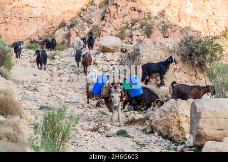 Capre e asino nel canyon di Wadi Dana nella Riserva della Biosfera di Dana, Giordania Foto Stock