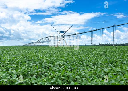 Bella vista di fattoria enorme piantagione di soia con centrale macchina di irrigazione pivot in sole giorno d'estate. Concetto di agricoltura, ambiente, soia. Foto Stock