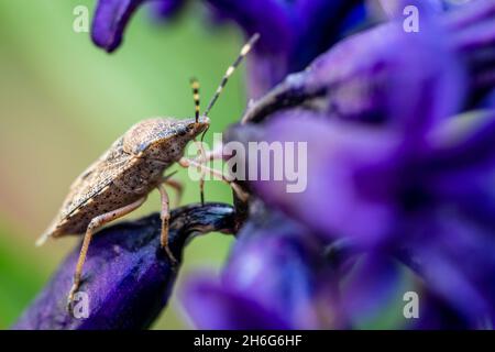 Primo piano macro shot di scudo bug su un fiore viola Foto Stock