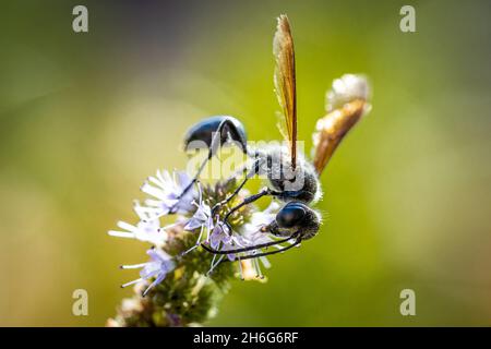 Primo piano di una macro-vita nera wasp (Sphex pensilvanicus) Foto Stock